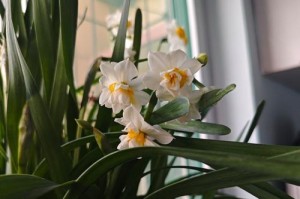 水仙花的绚丽开放（探秘水仙花绽放之美）