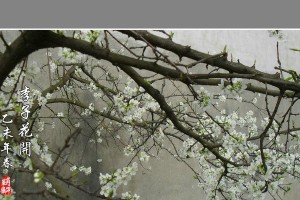 四季轮回中的奇迹——李子如何在这个季节开花？（探究李子在特定环境下的开花机制及影响因素）