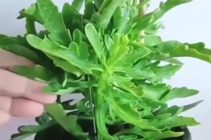 长寿花叶子灰了怎么办？挽救措施一览（快速诊断、针对性治疗，还长寿花一片绿）