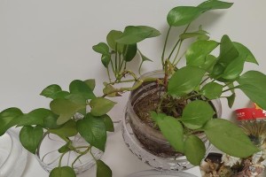 鲜花养护指南——让花不再凋谢