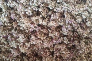 探秘麻麻花，美丽与神秘的交织（一种奇妙的草本植物）
