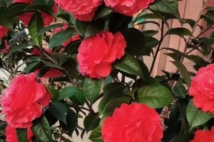 茶花——家居美化的首选植物（了解茶花的毒性和养殖方法，让你在家中尽情欣赏其美丽）