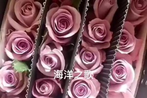 《以海洋之歌玫瑰怎么养》（全面指南教你养护海洋之歌玫瑰赏心悦目花开如海）