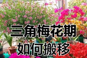 三角梅开花周期解析（探究三角梅开花频率，帮您打理好美丽的花园）