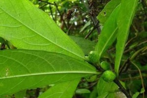 红薯——一种重要的块茎类植物（探究红薯的分类、生长、营养与应用）