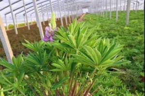 鲁冰花的养殖技巧与经验（打造盛开如冰的鲜花世界）