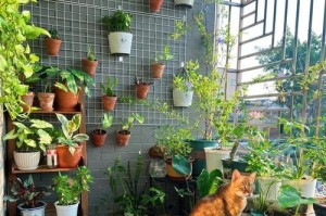 阳台光线不好怎么种花？（探索解决办法，让你的阳台花园焕发生机）