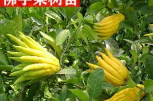 以佛注花的养护之道（传承千年的禅意花艺）