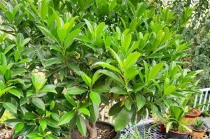 茉莉的养殖技巧及注意事项（轻松学会养护茉莉花，打造芬芳的家园）