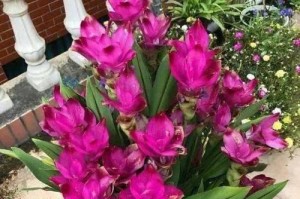 如何让姜荷花安全度过寒冬？（15个简单方法，帮你轻松应对冬季养护难题）