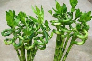 步步高植物养护指南（轻松掌握步步高植物的养殖技巧）