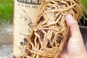 探究兰花长根的关键因素（从根系形成的角度解读兰花生长的秘密）