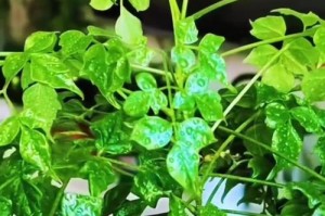 幸福木的养殖技巧与注意事项（打造幸福的绿色空间）