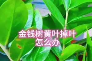 植物叶子烂了怎么办？（快速修复与预防措施）