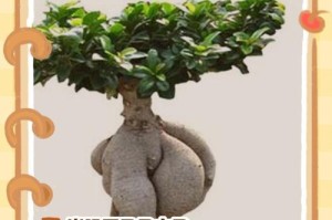 如何处理以榕树入冬黄叶问题（秋季榕树黄叶处理技巧与注意事项）