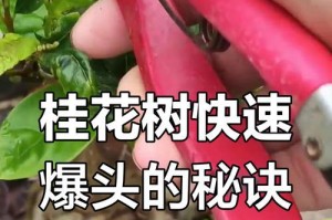 桂花树苗修顶技巧与方法（打造健康丰满的桂花树冠，提升观赏价值）