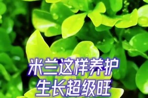 秋季养护指南（探寻米兰养护的秘诀，让您的植物茁壮成长）