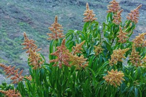 芒果几年开花结果的探究（掌握芒果的生长规律，提高果树产量）