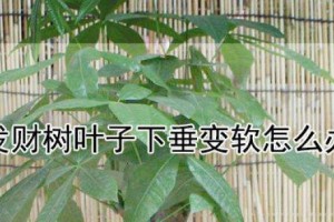 熊掌叶子软化原因及处理方法（探索熊掌叶子变软的原因，并提供解决方案）