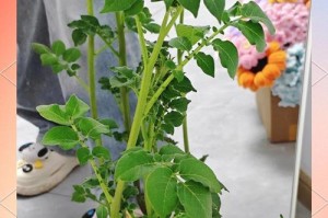 马铃薯盆景种植技术之详细指南（从选种到养护，助你打造美丽马铃薯盆景）