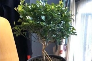 以米兰花用家粪的高效肥料利用方法（研究发现，米兰花用家粪可以获得惊人的生长效果）