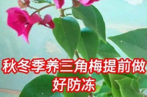 冬季怎样养护三角梅（让三角梅在寒冷的冬季绽放美丽）