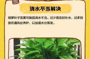 绿箩夜都黄了，该如何护理？（养护技巧解析，让你的绿箩重新焕发绿意）