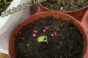 黄瓜的生长环境与生长地方条件（种植黄瓜需要注意的因素）