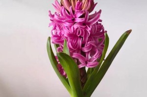 春节香花的养护秘籍（绽放四季之美，迎接新年芬芳）
