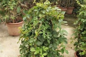 如何正确更换爬墙虎的土壤（轻松掌握爬墙虎土壤更换技巧，让您的植物健康成长）