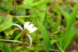 花蛇舌草（探索花蛇舌草的药用价值和营养成分）