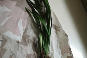 建兰栽培技巧（如何选择适合建兰生长的土壤？-建兰种植所需关键元素）