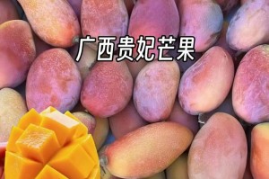 凯特芒果成熟采摘时间（掌握凯特芒果采摘时间，享受鲜美果实）