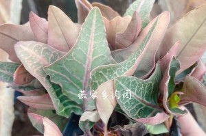 麒麟叶的神奇用途（发掘麒麟叶的各种用法，让生活更美好）