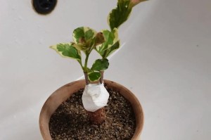 三角梅的生长与护理（让你的三角梅焕发绚丽光彩的秘诀）
