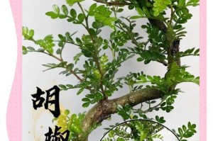 胡椒树生长的适宜条件（在哪里种植胡椒树能够获得丰收？）
