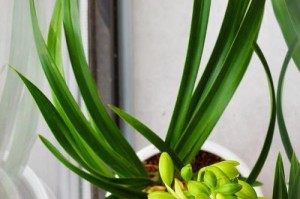 兰花的栽种及养护技巧（在院子里栽种兰花，轻松打造美丽庭院）