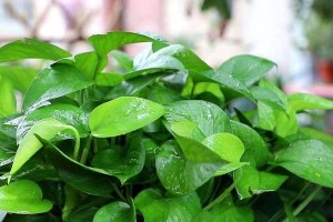 绿萝水培催根法——快速生根的秘密（水中培植绿萝，助你成为花草达人）