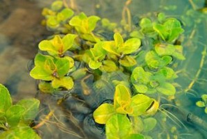 海藻植物的生态与利用（探究海藻属于何种类植物及其重要价值）