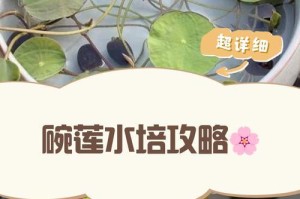 碗莲第二年（探索碗莲的生长变化，揭秘翻盆技巧与经验）