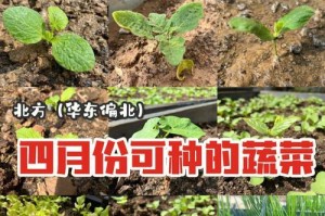 生菜种植全攻略（掌握生菜种植时间和技巧，丰收不是梦）