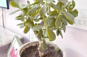 冬天多肉叶片的种植与护理（打造室内温暖的多肉花园，享受冬日的绿意盎然）