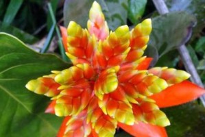 多菌灵对红掌花的浇灌效果及注意事项（全面了解多菌灵浇灌红掌花的使用方法及注意事项）