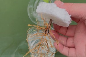 延长桂花插枝的时间（让桂花插枝持久绽放，关键在于正确处理与护理）