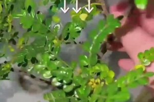 和谐花养殖的技巧与经验分享（打造和谐花园的秘诀与关键）