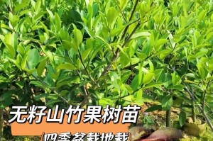 山竹的成熟季节及生长特点（了解山竹的生态习性，享受美味山竹的好处）