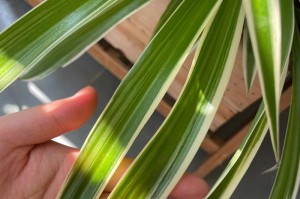 冬季养吊兰要注意的事项（吊兰是否怕冷？如何防止冻害？）