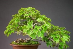 爬山虎移栽与修剪技巧（美化花园的绝佳选择，让爬山虎绿意盎然）