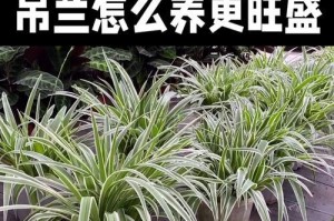 吊兰怎么养长得好看？（掌握养护技巧，打造绿意盎然的吊兰家园）