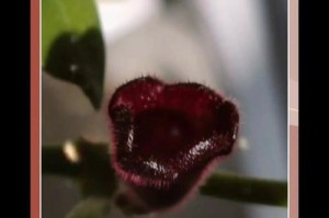 口红花调叶之奥秘解析（探寻口红颜色的神秘变化与调节机制）